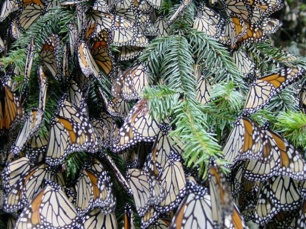 2018/01/monarchs.jpg