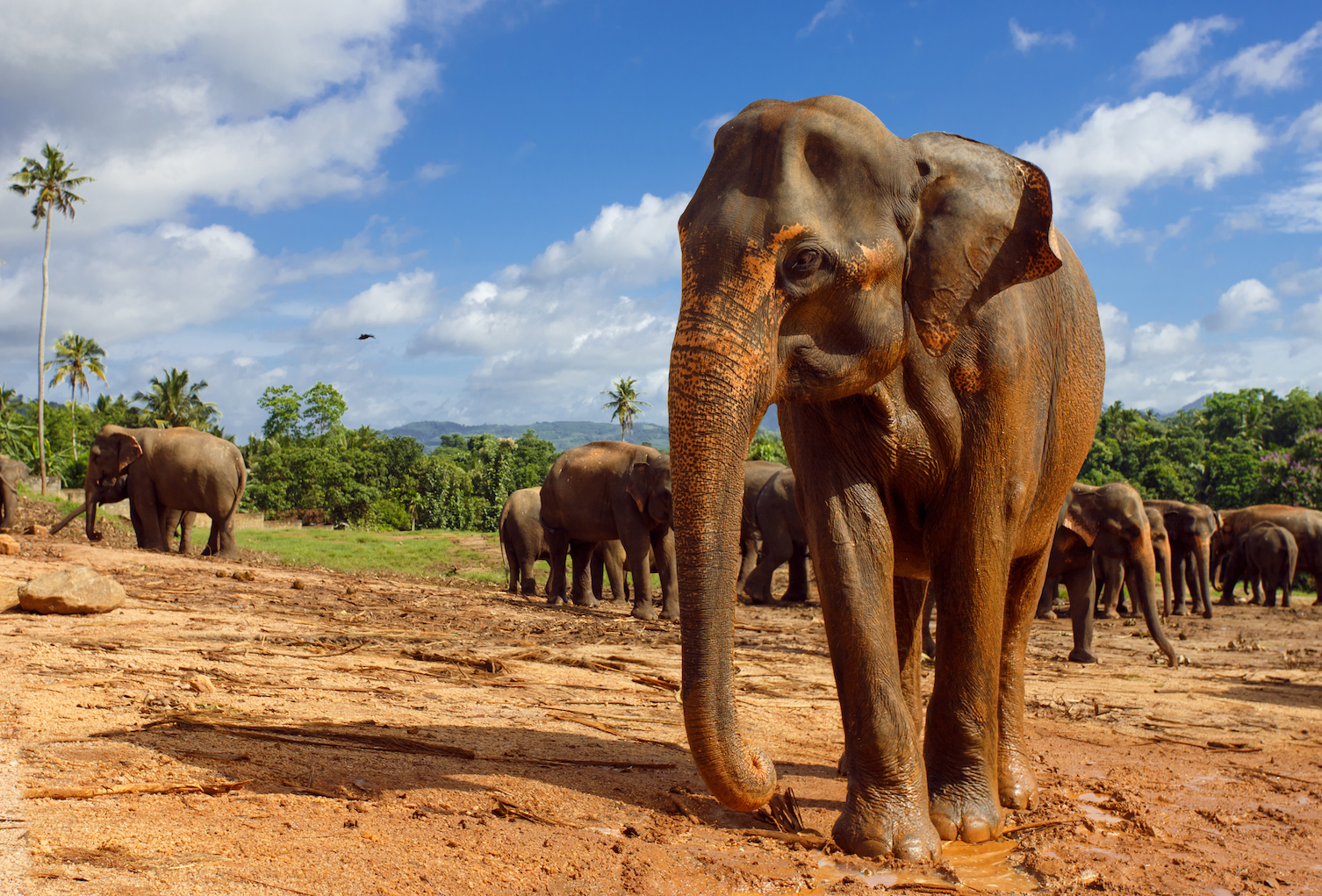 2018/01/Sri-Lankan-elephants-are-afraid-of-honey-bees.jpg