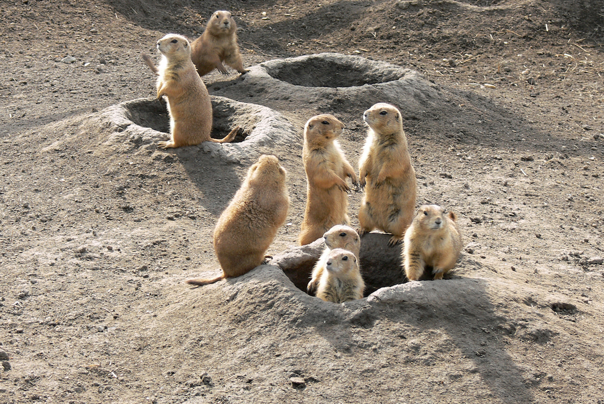 2018/01/Why-the-Prairie-Dog-is-a-true-underdog.jpg