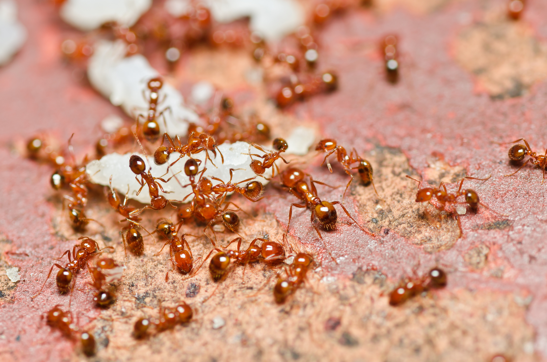 2018/02/New-methods-to-control-invasive-fire-ants.jpg