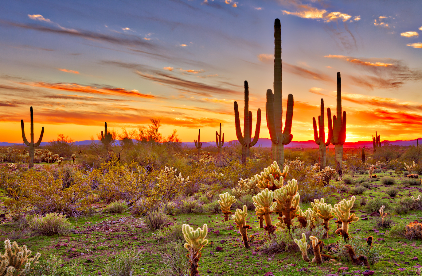2018/02/Cacti-birds-and-life-in-the-Sonoran-Desert.jpg
