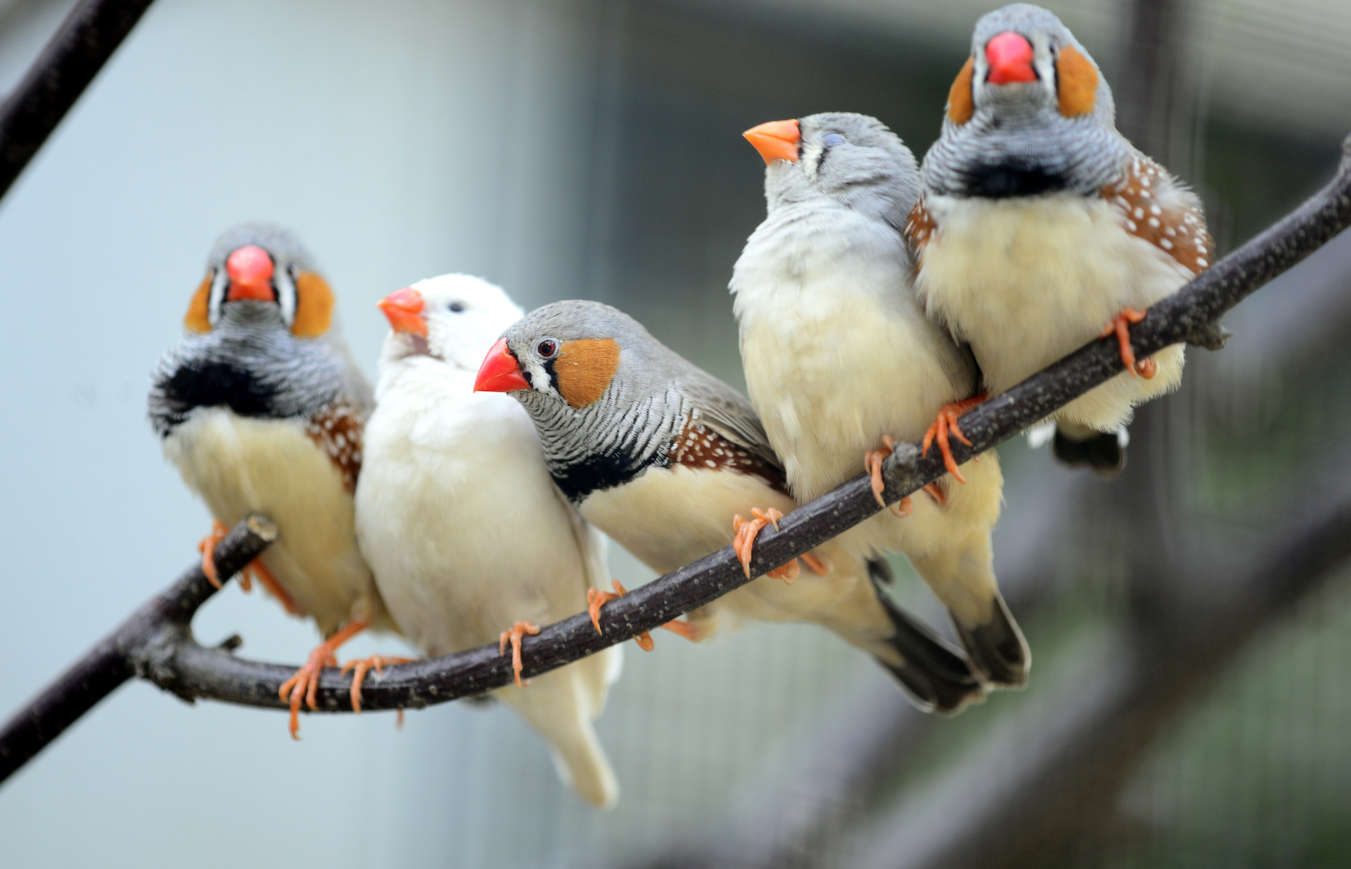 2018/02/Zebra-finches-sing-in-their-sleep.jpg