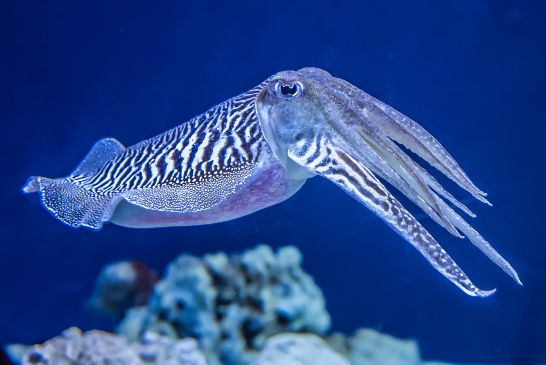 2018/02/Why-cuttlefish-are-so-good-at-camouflage.jpg