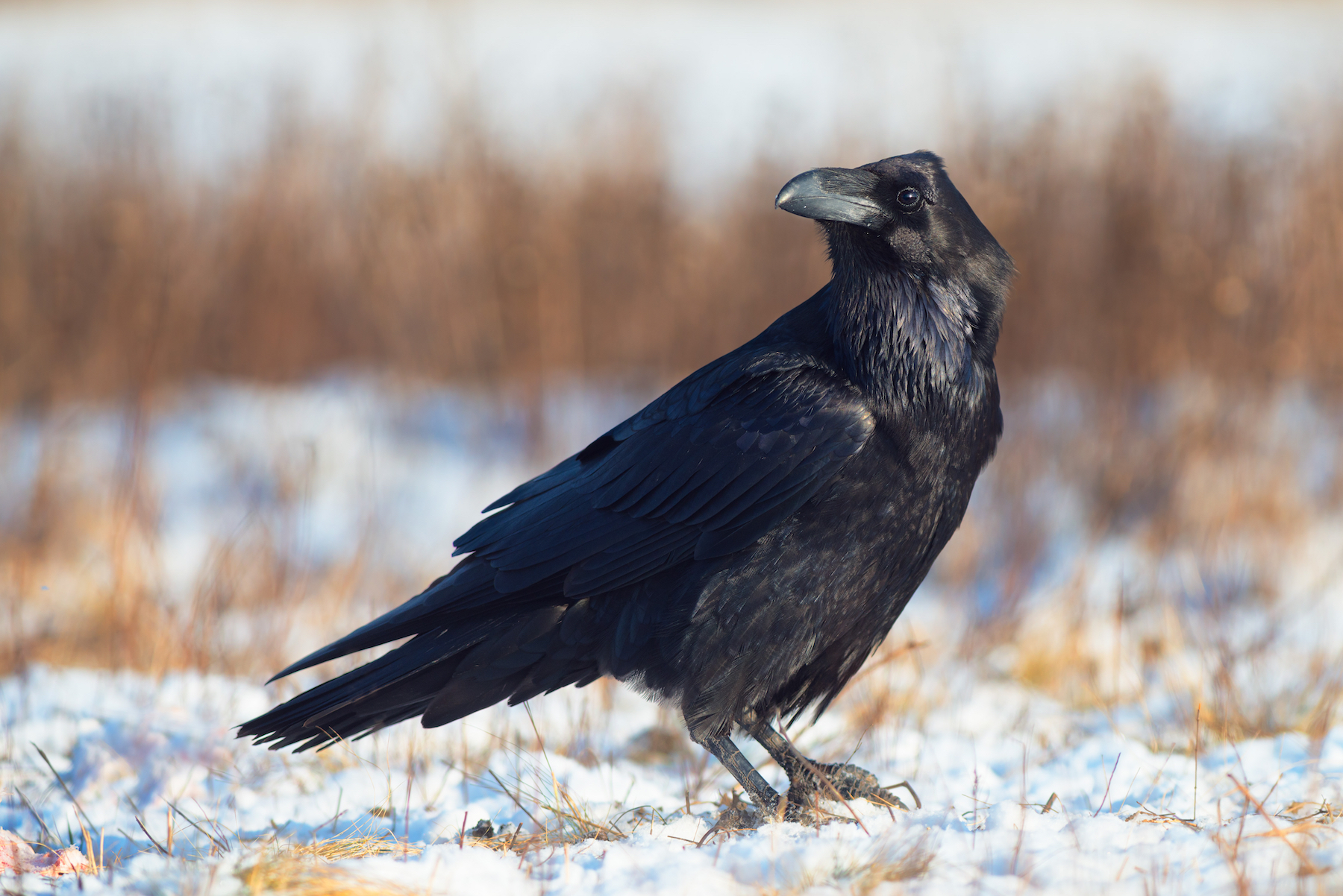 Ravens, crows, and corvid intelligence