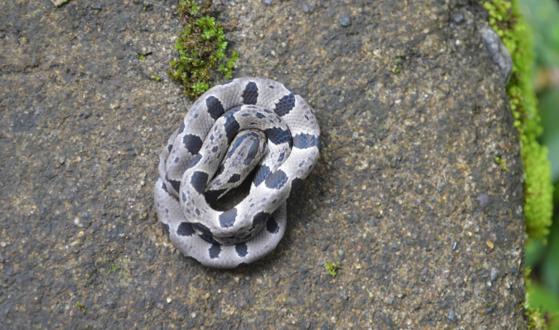 2018/02/Snail-eating-snakes-of-Ecuador.jpg