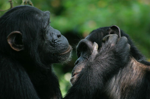 2018/02/Bonobos-and-chimps-speak-a-similar-language.jpg