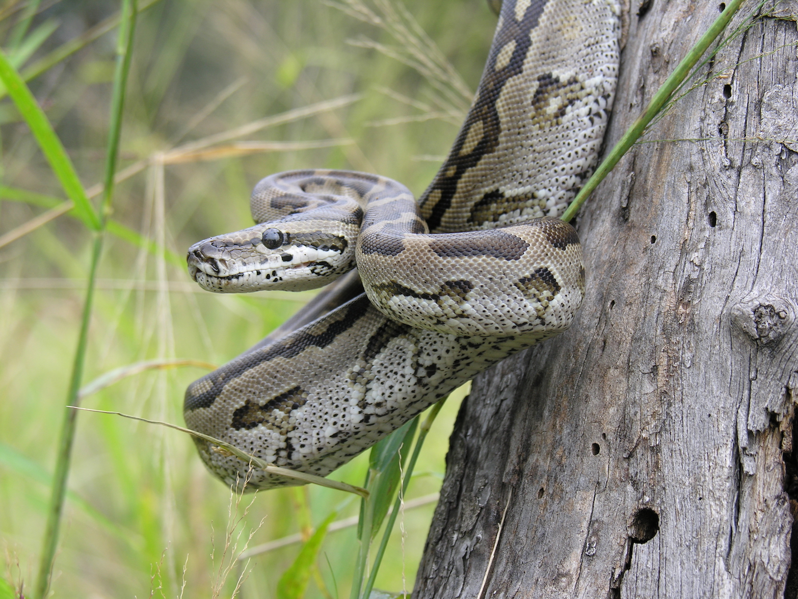 2018/03/Why-female-pythons-make-great-moms-.jpg