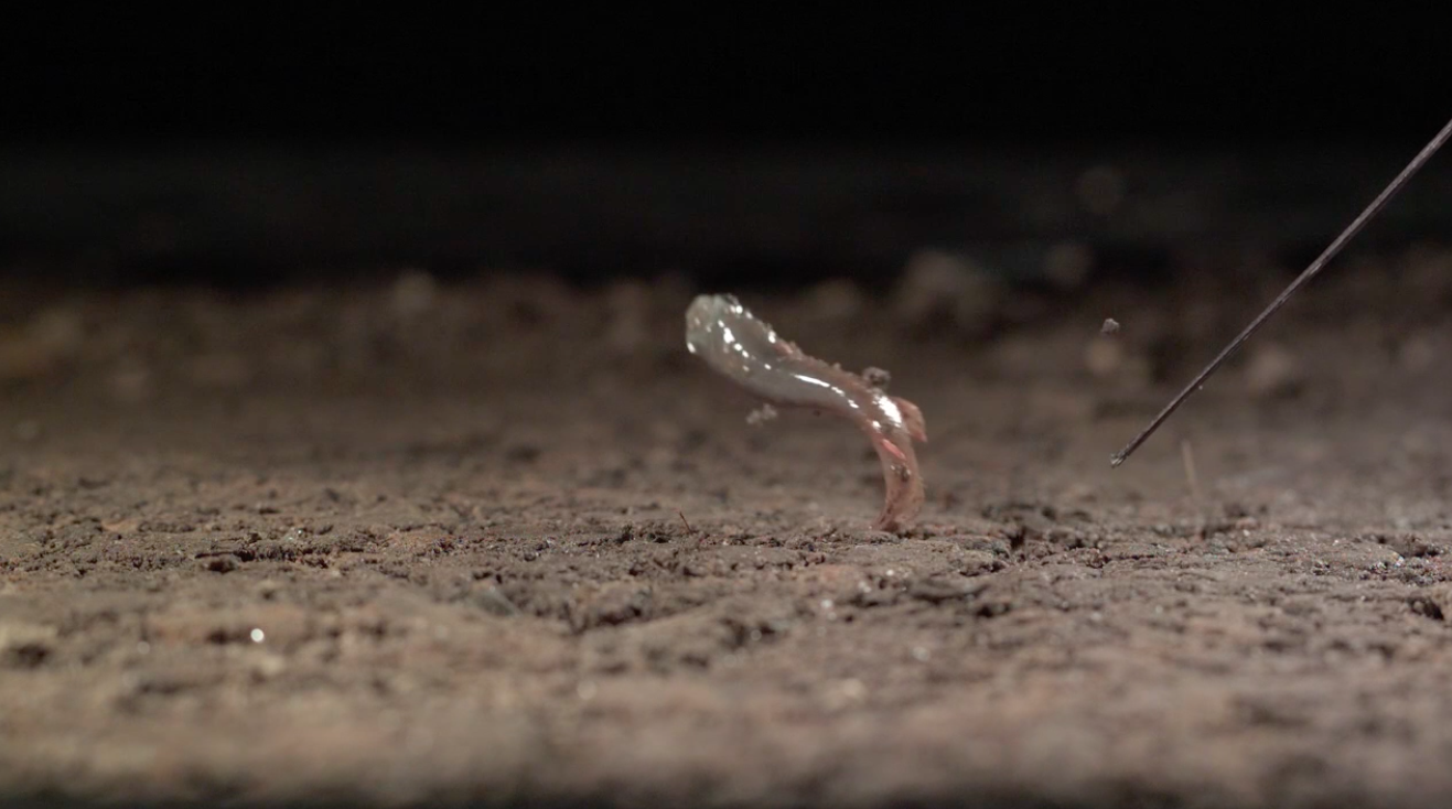 Incredible jumping fish get better with age