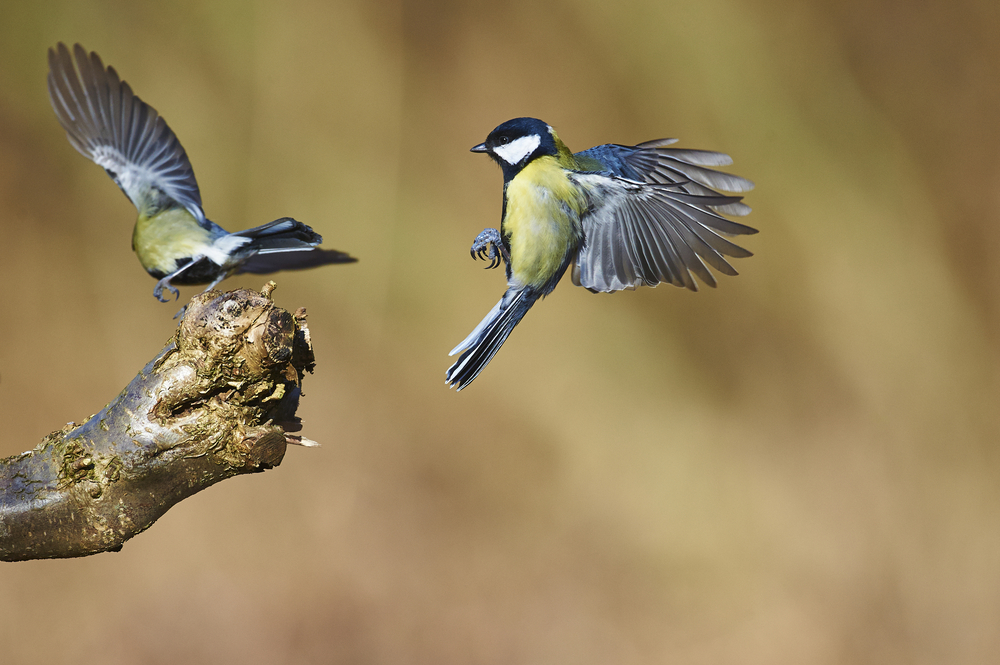 2018/03/Great-Tit.jpg
