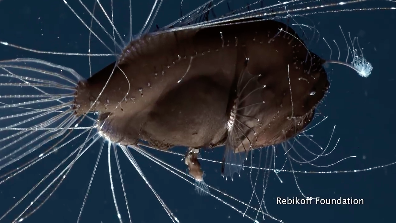 The bizarre mating practices of anglerfish