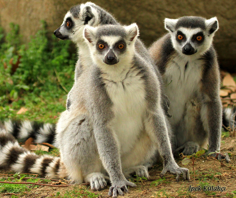 Smarter lemurs have more friends, study finds