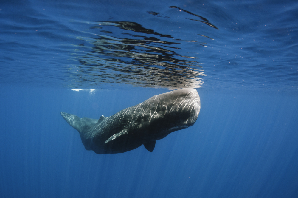 2018/04/Sperm-Whale.jpg