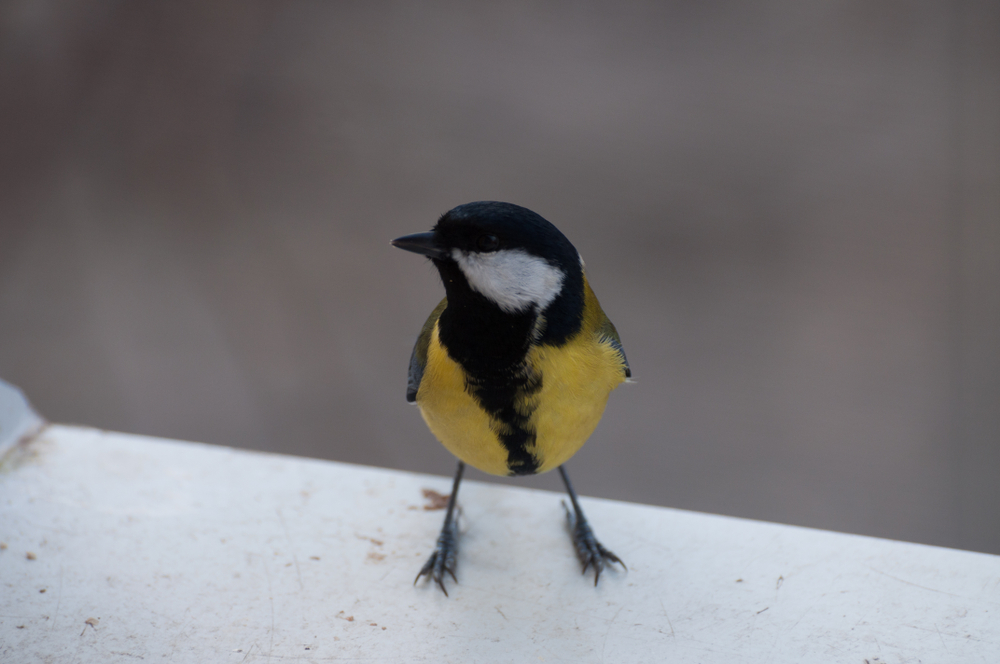 2018/04/Great-tit.jpg