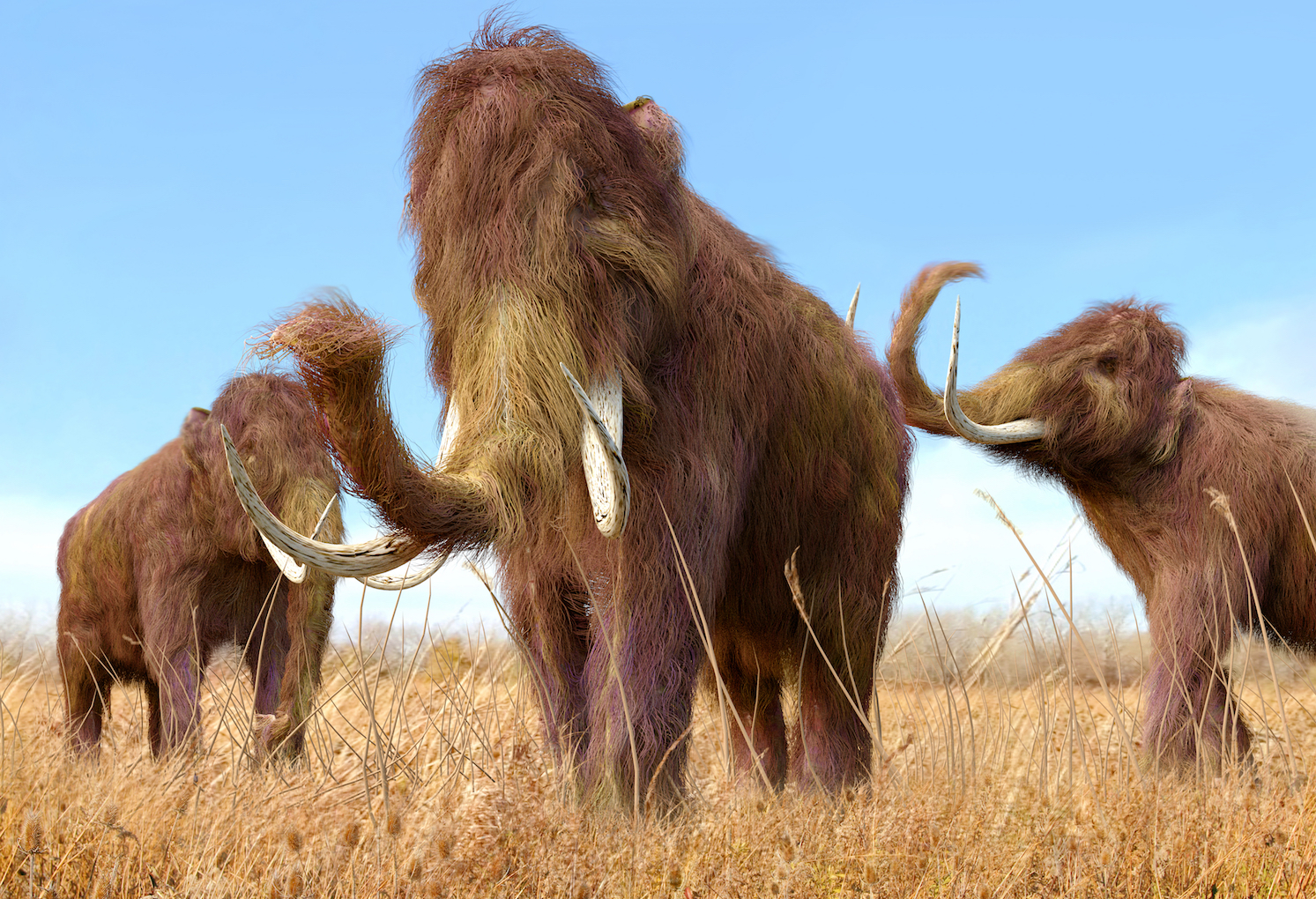 2018/04/Woolly-mammoths-might-be-making-a-big-comeback.jpg