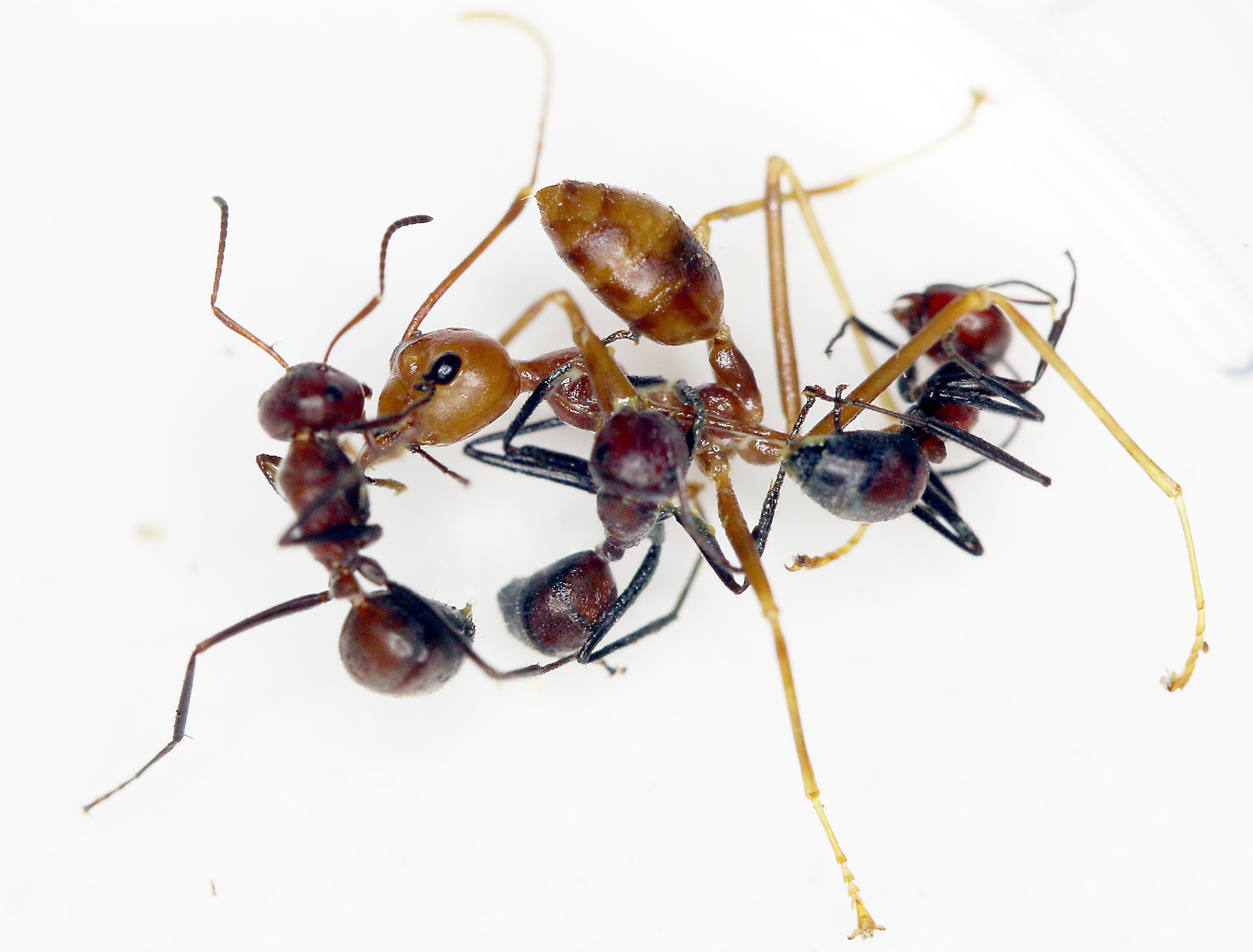2018/04/New-ant-species-explodes-to-fight-off-intruders.jpg