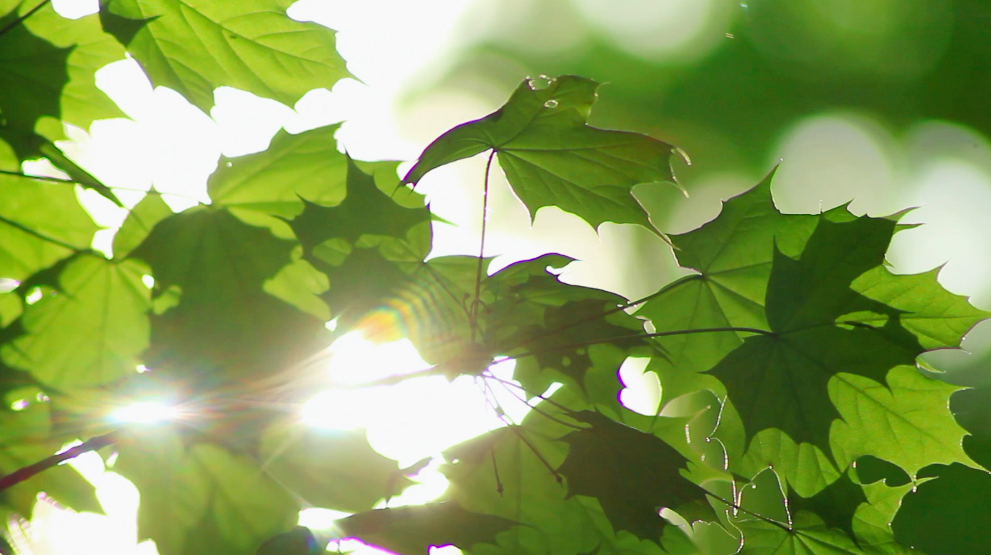 Heat waves threaten the survival of trees