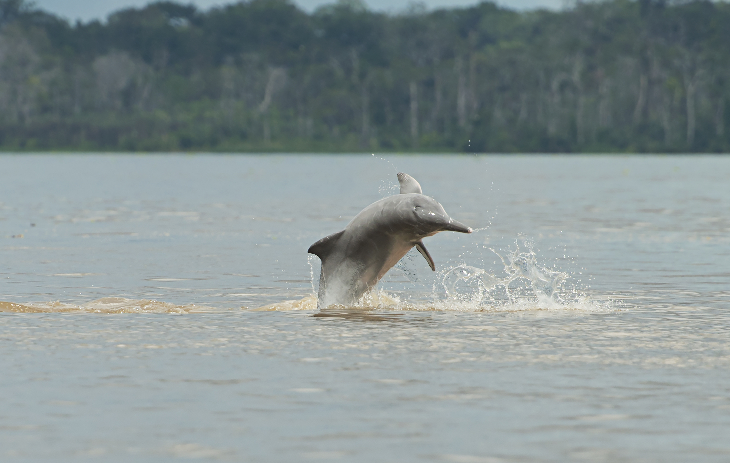 2018/05/Dolphins-are-on-a-sharp-decline-in-the-Amazon.jpg
