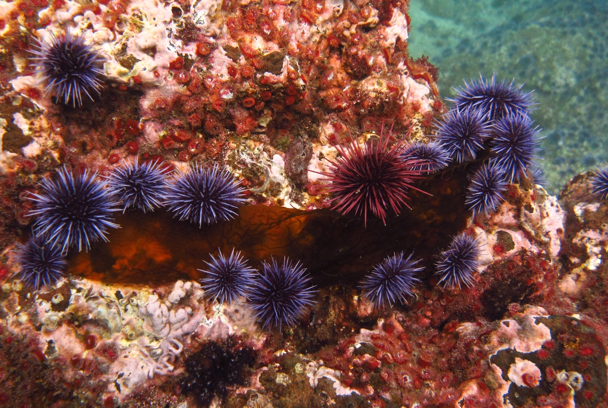 2018/06/Sea-urchins-use-their-feet-to-see.jpg