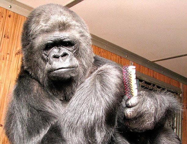2018/06/Koko-beloved-sign-language-gorilla-dies-at-46.jpg