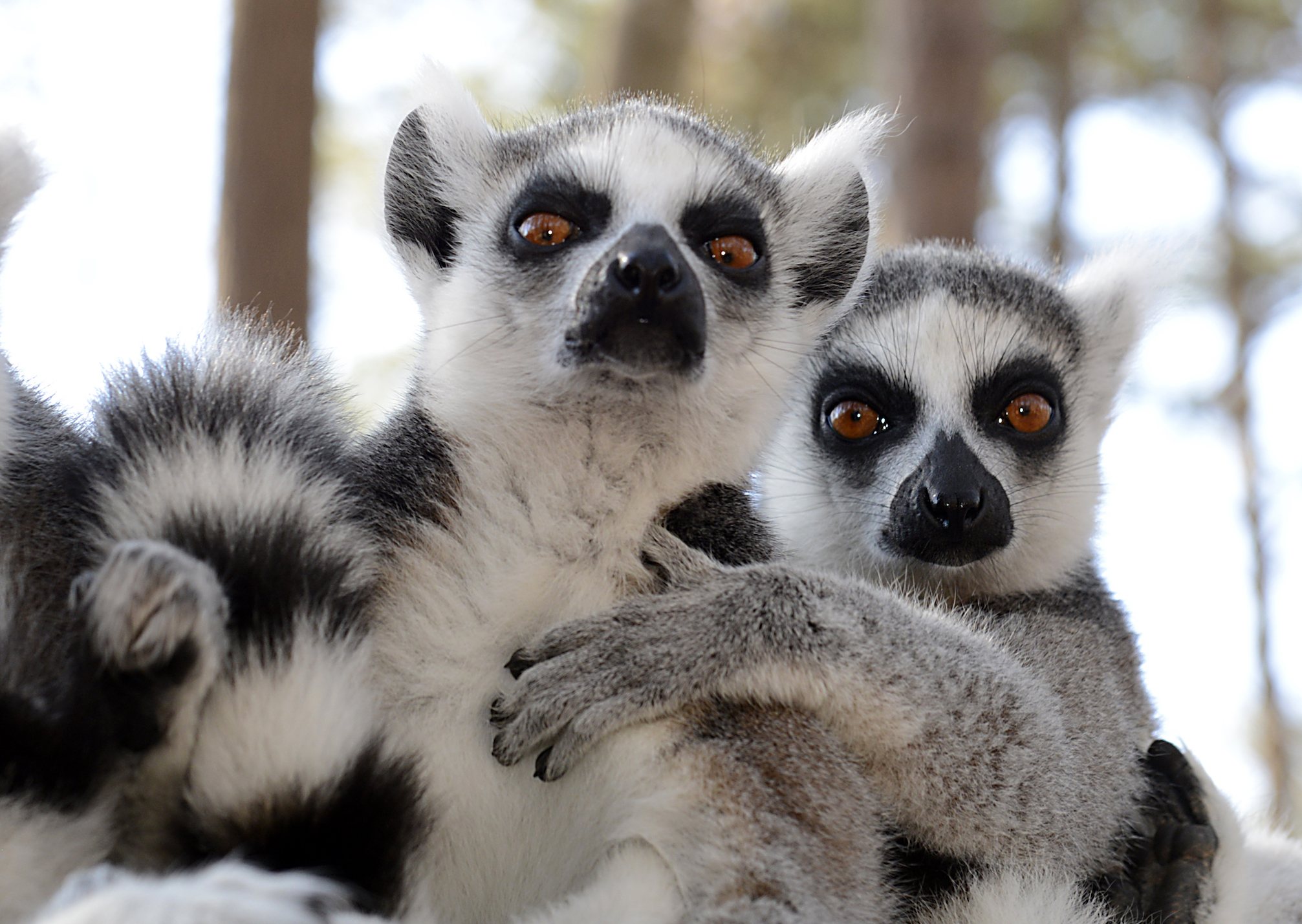 2018/07/Lemurs-can-smell-weakness-in-their-opponents.jpg