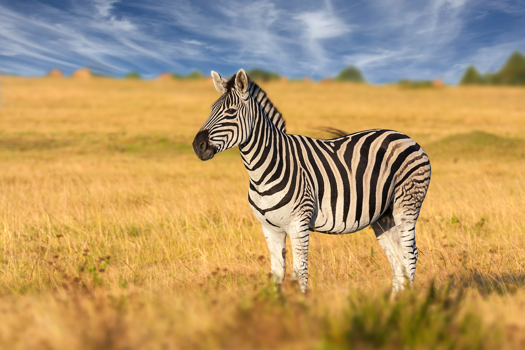 2018/07/Stripes-do-not-help-zebras-stay-cool-in-the-sun.jpg