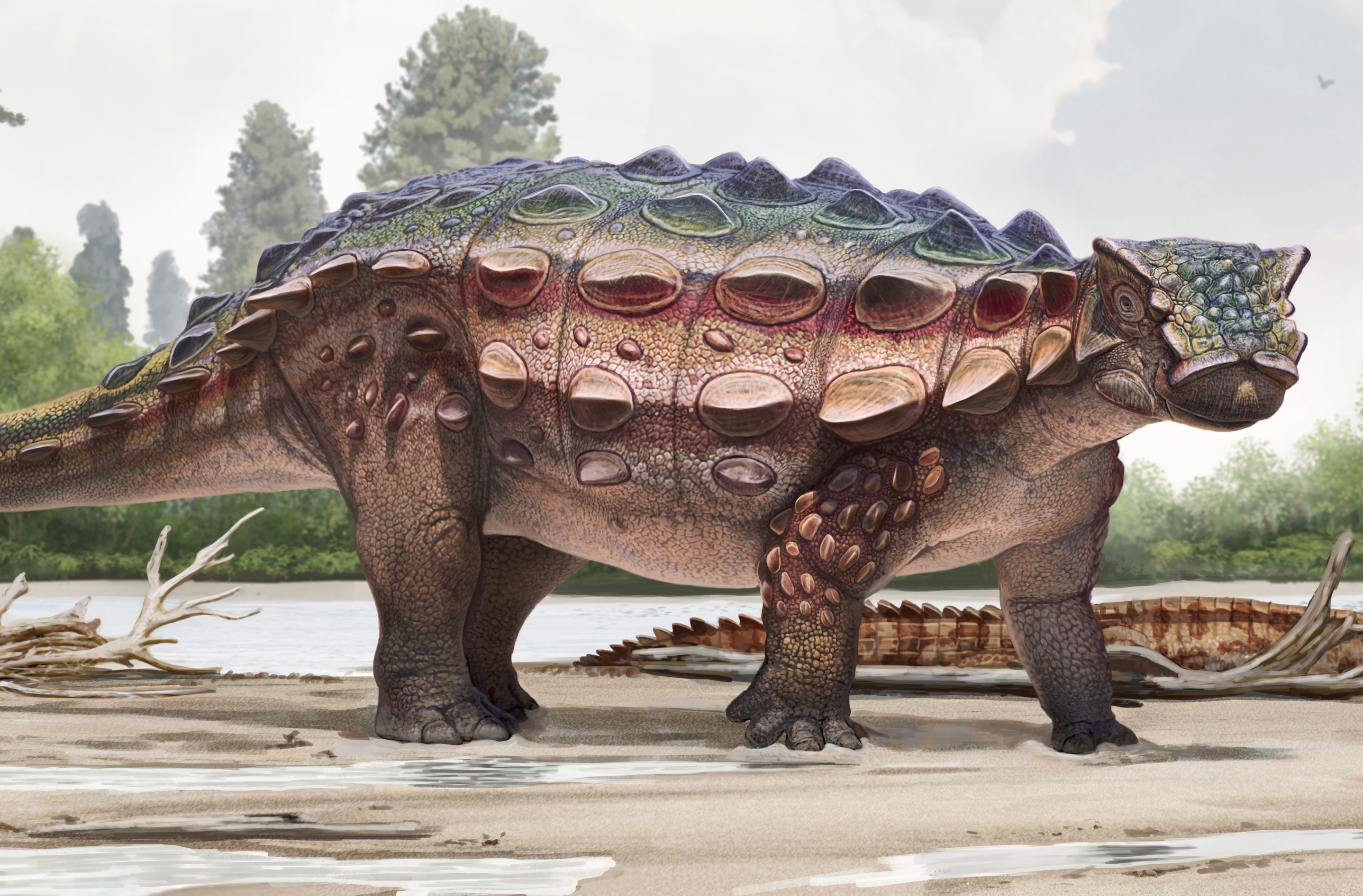 New armored dinosaur discovered in Utah