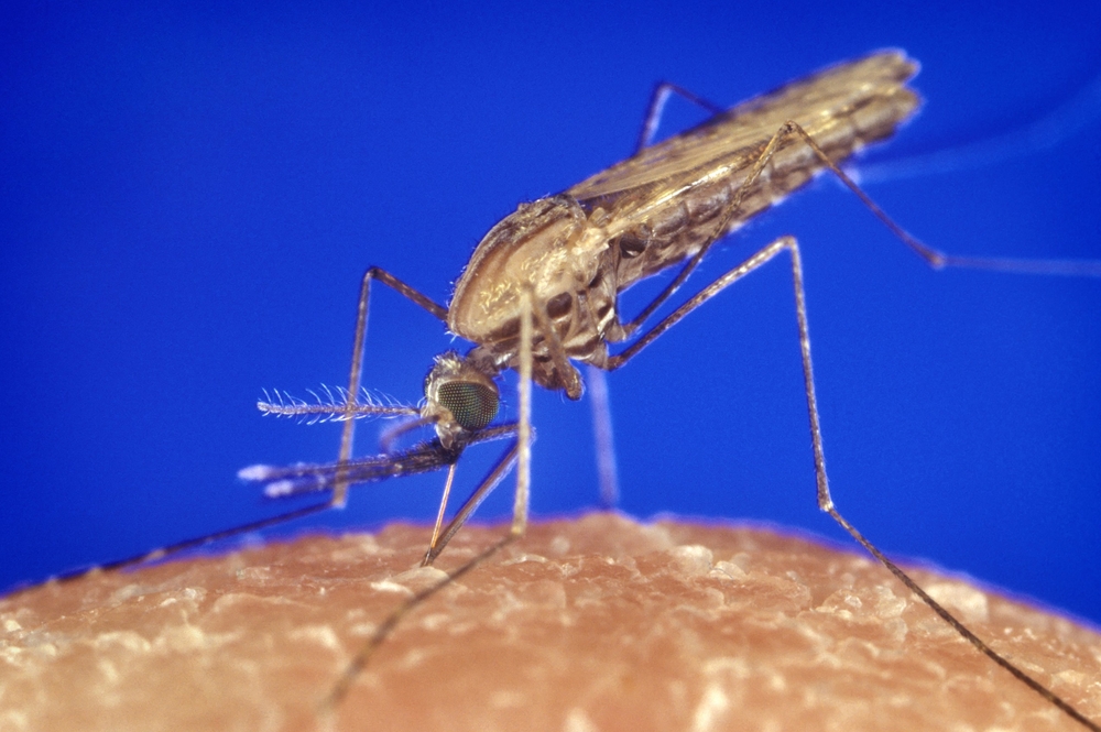 2018/07/Malaria.jpg