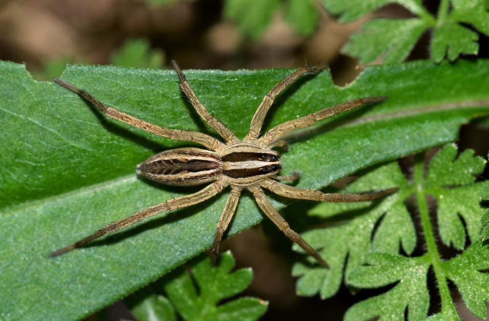 2018/08/Wolf-Spider.jpg