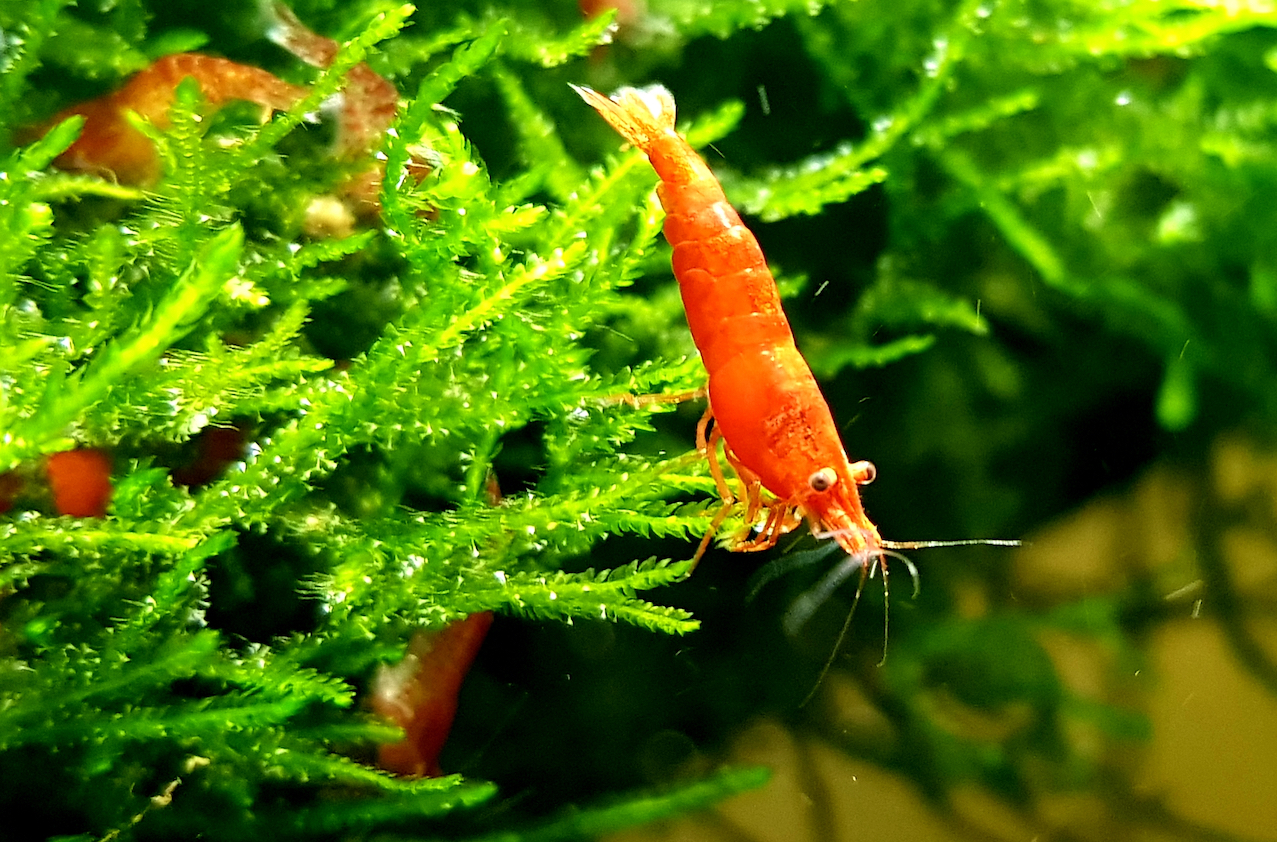 2018/08/The-rise-of-the-Red-Cherry-Shrimp.jpg