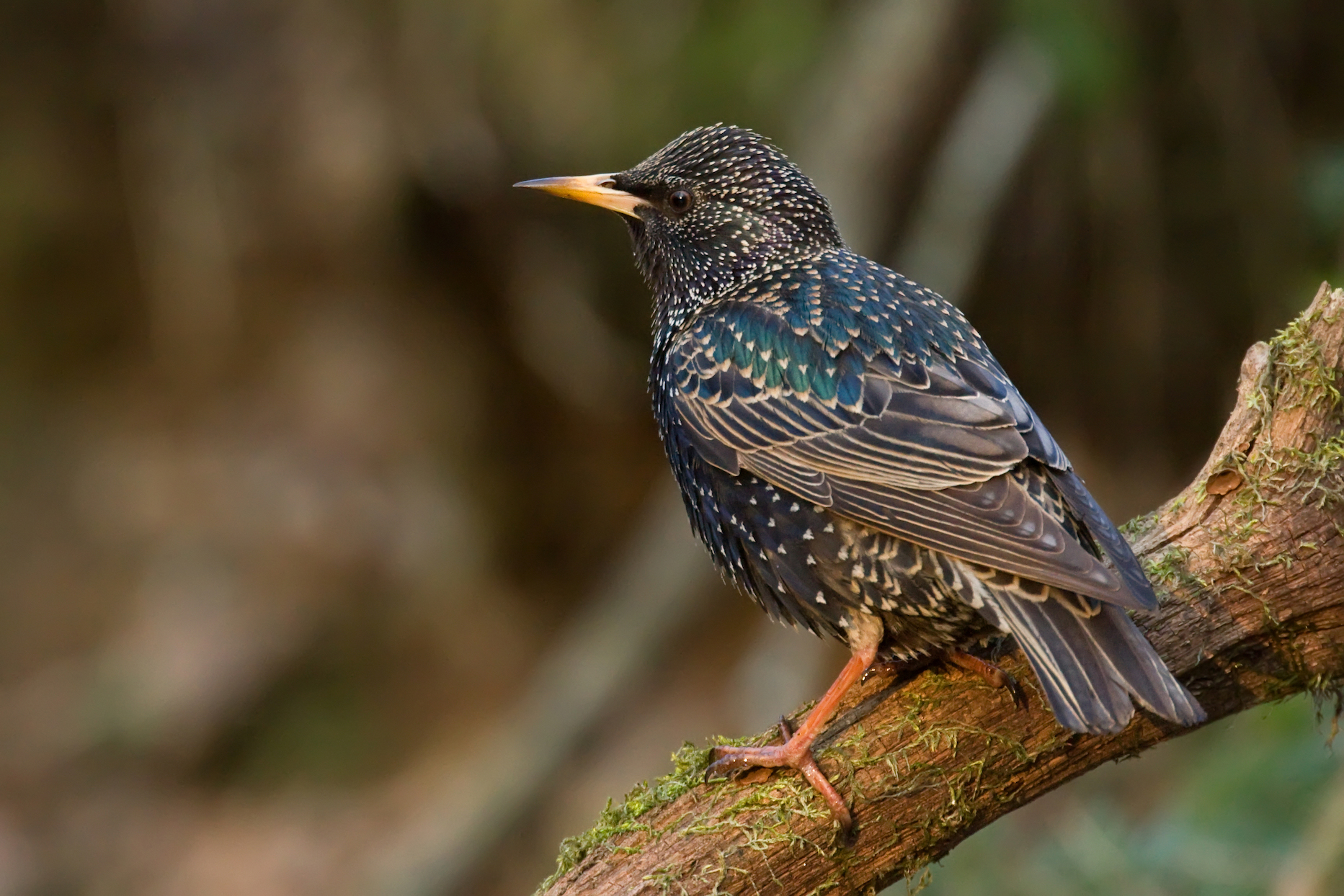 2018/08/Starlings-The-making-of-an-American-pest.jpg