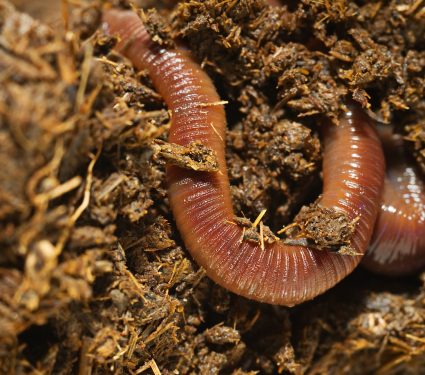 2018/08/The-earthworm-invasion.jpg