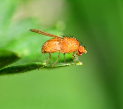 2018/09/Fruit-Fly.jpg