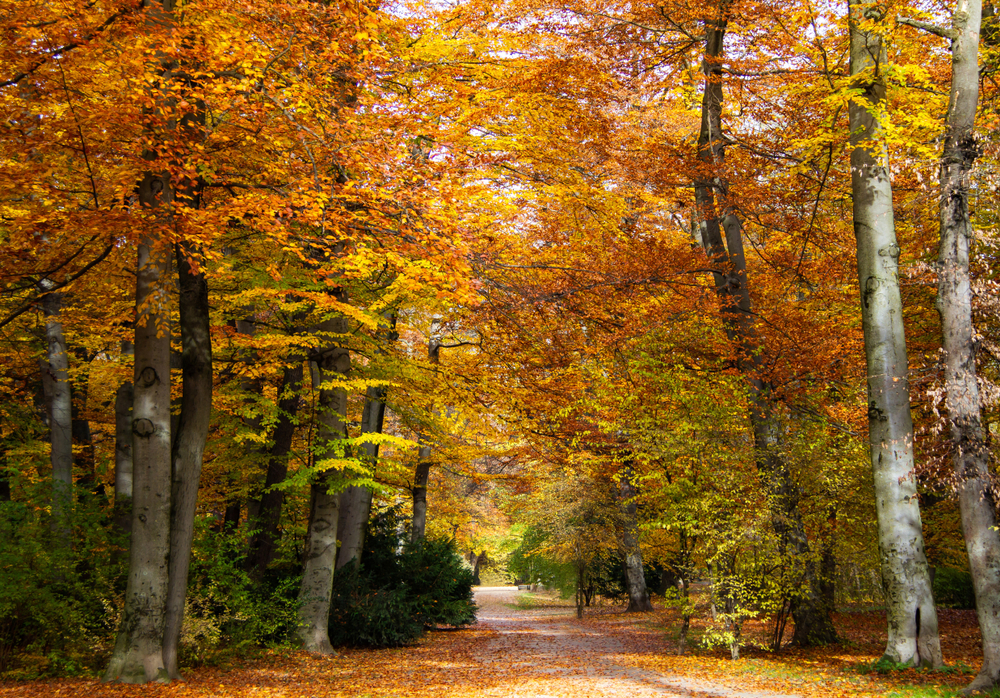 Autumn is coming: find out when fall foliage will appear