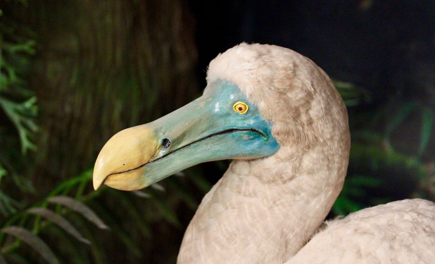 Why do mass extinctions occur?