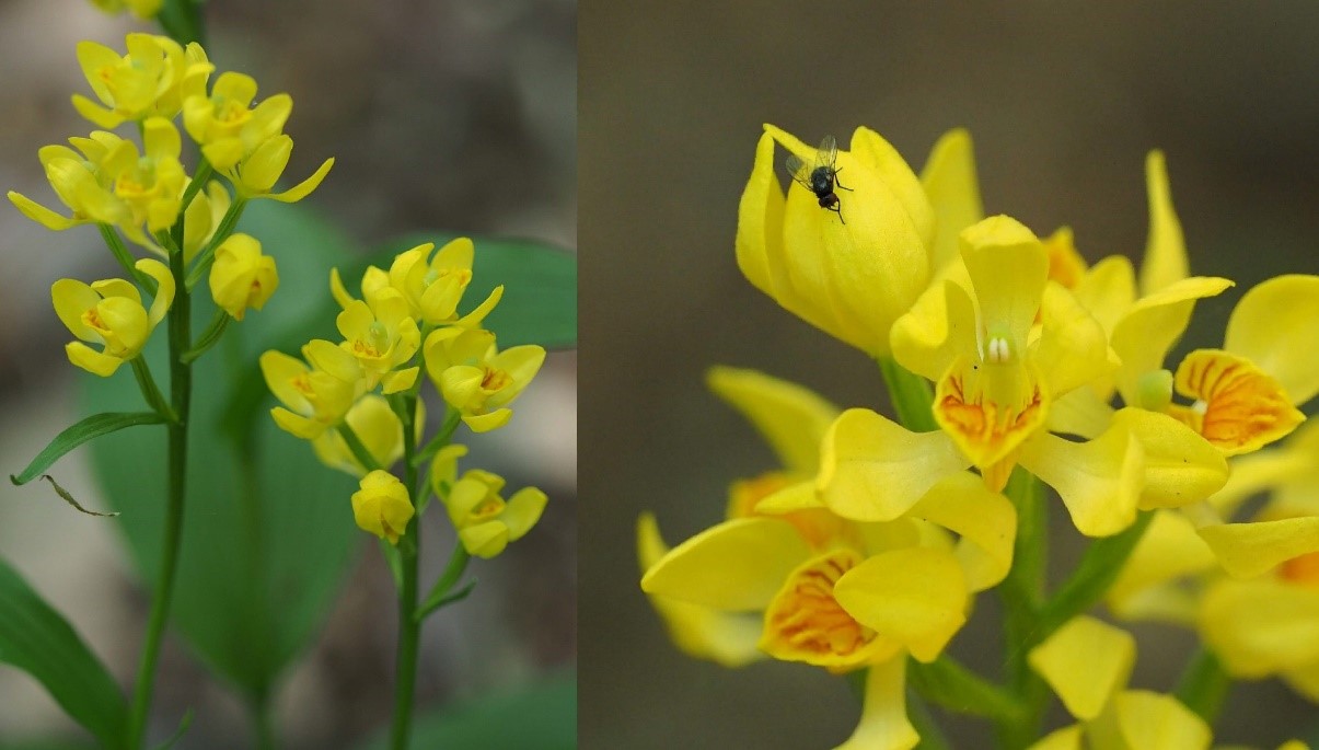 This endangered orchid species is being eaten alive