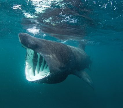 2018/09/Basking-Shark.jpg