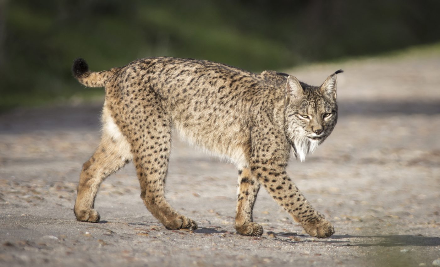 Spanish Ghost: Resurrection of the Iberian Lynx