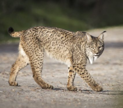 2018/10/Resurrection-of-the-Iberian-Lynx.jpg