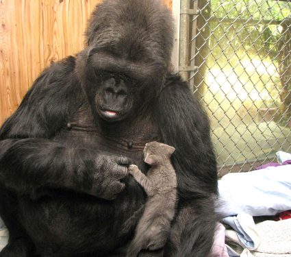 2018/10/Do-non-human-primates-keep-pets.jpg