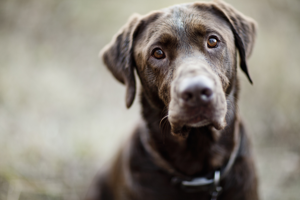 Chocolate Labs coat colors could affect health