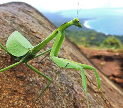 2018/11/An-appreciation-of-the-praying-mantis.jpg