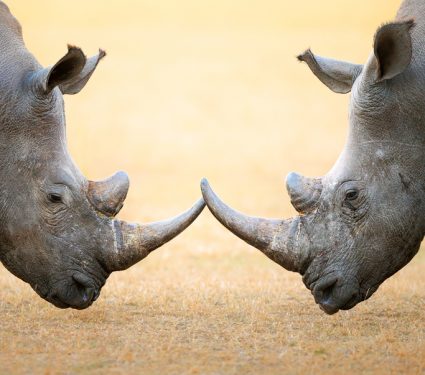 2018/11/white-rhino.jpg