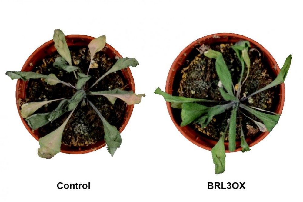 Scientists work to enhance drought-resistant plants