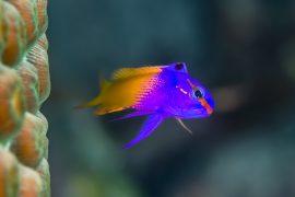 Royal Gramma side on, next to star coral