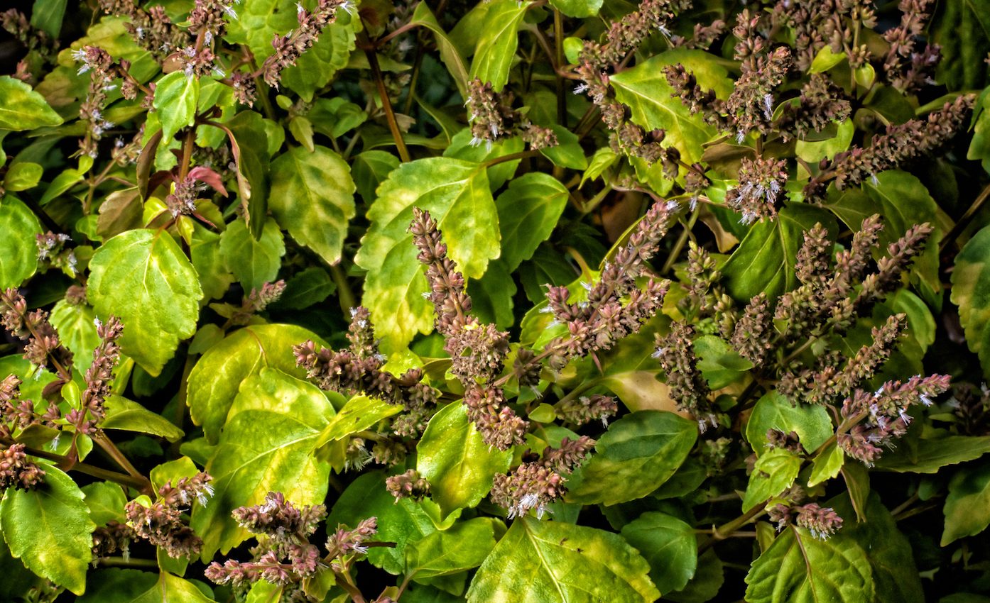 The mysterious origins of patchouli