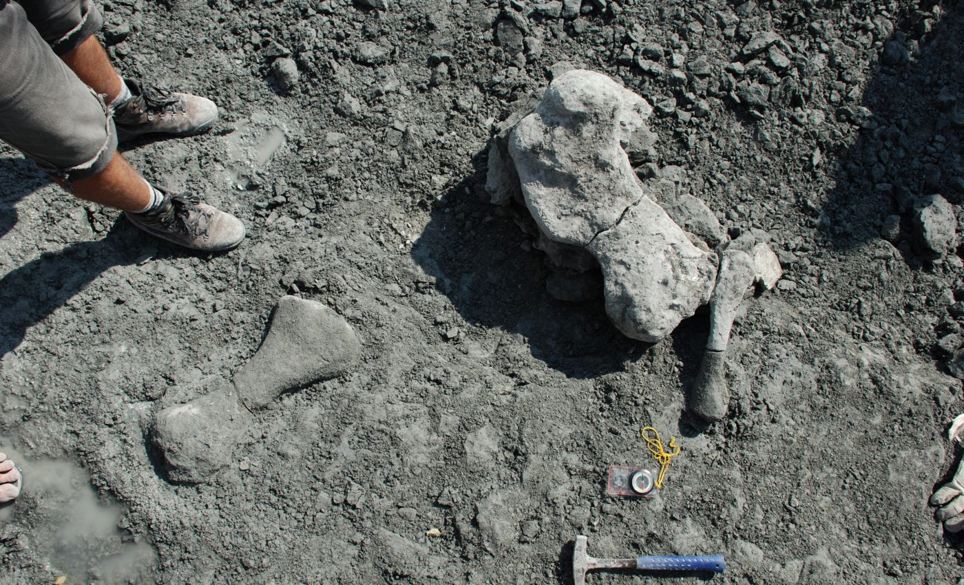 Ancient mammal-like reptile was the size of an elephant