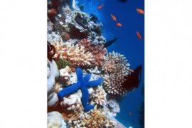 2018/11/Coral+Reef.jpg