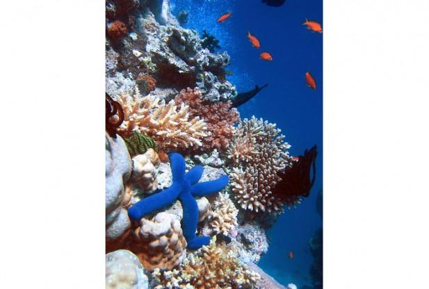 What is Coral Reef?