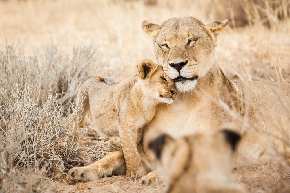 New BBC show sheds light on shrinking lion populations