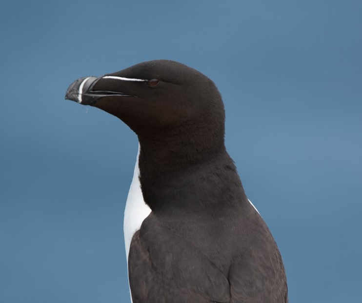Seabirds may help reveal how to produce renewable tide energy
